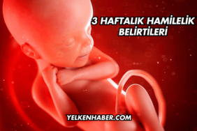 3 Haftalık Hamilelik Belirtileri