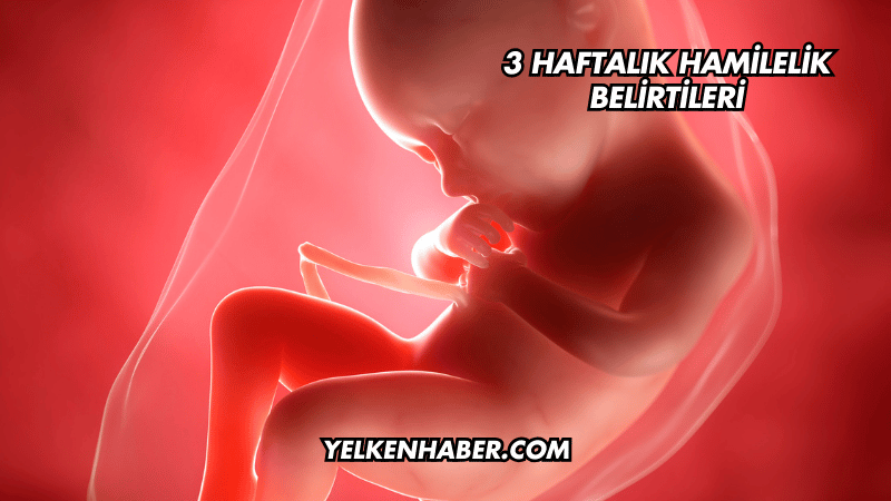 3 Haftalık Hamilelik Belirtileri