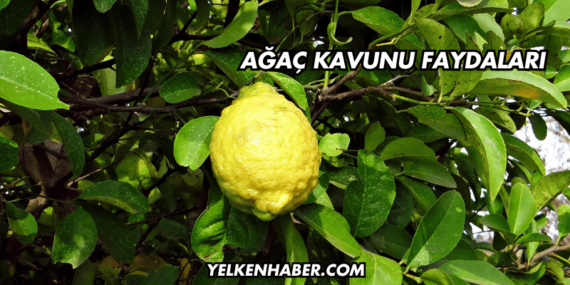 Ağaç Kavunu Faydaları