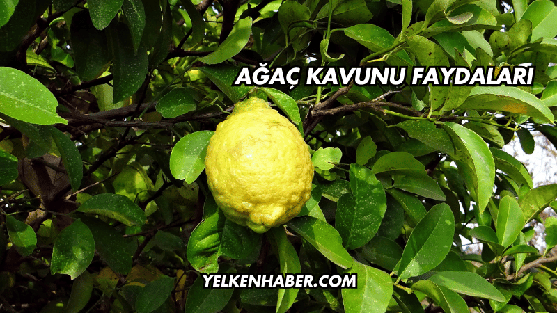 Ağaç Kavunu Faydaları