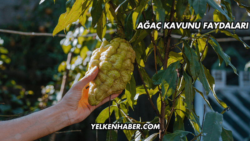 Ağaç Kavunu Faydaları