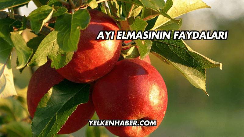 Ayı Elmasının Faydaları