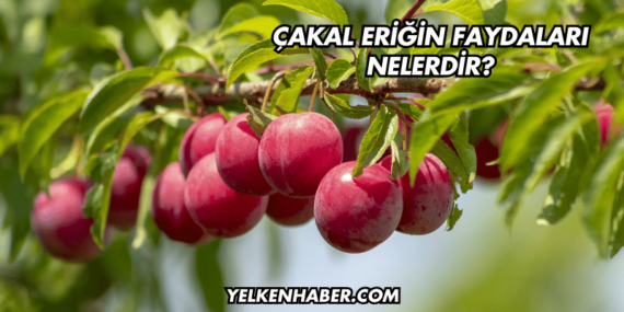 Çakal Eriğin Faydaları Nelerdir?