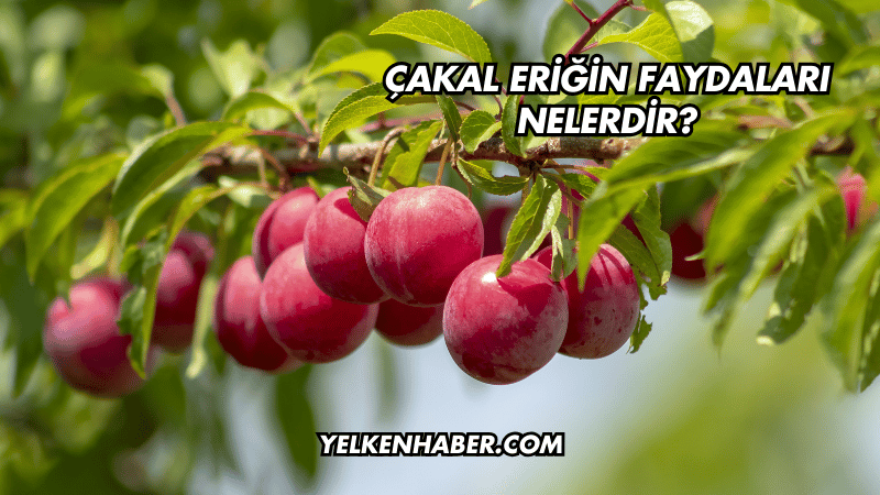 Çakal Eriğin Faydaları Nelerdir?