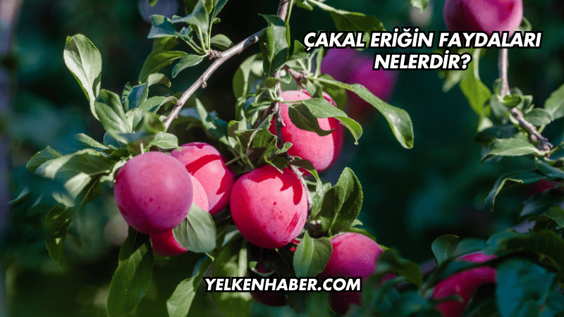 Çakal Eriğin Faydaları Nelerdir?