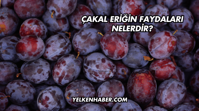 Çakal Eriğin Faydaları Nelerdir?