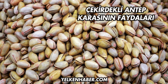 Çekirdekli Antep Karasının Faydaları