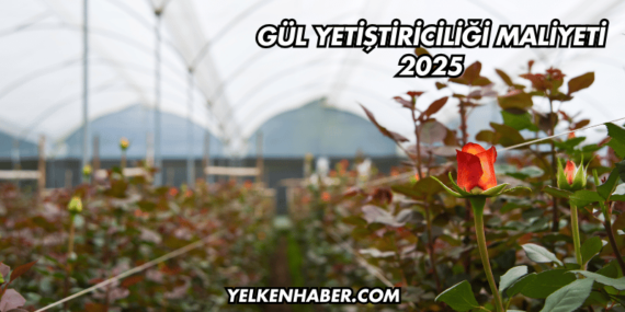 Gül Yetiştiriciliği Maliyeti 2025