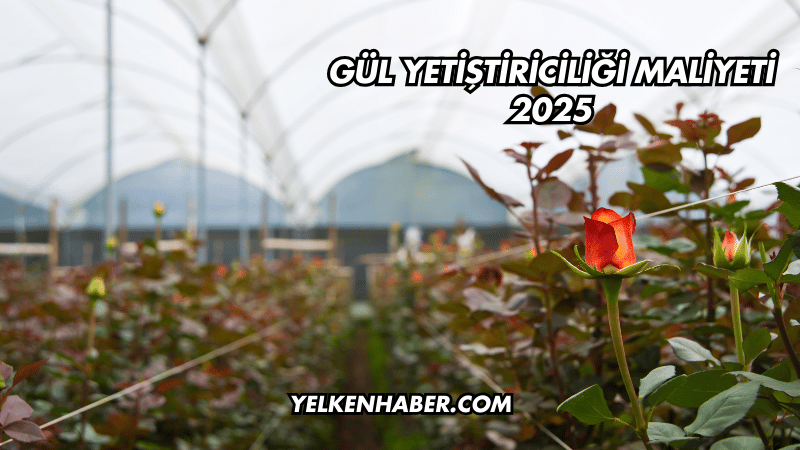 Gül Yetiştiriciliği Maliyeti 2025