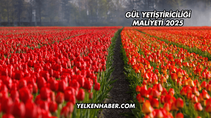 Gül Yetiştiriciliği Maliyeti 2025