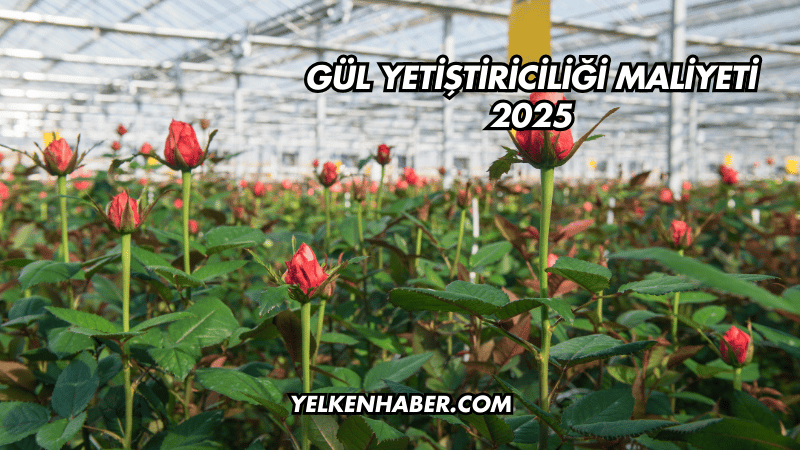 Gül Yetiştiriciliği Maliyeti 2025