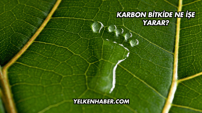 Karbon Bitkide Ne İşe Yarar?