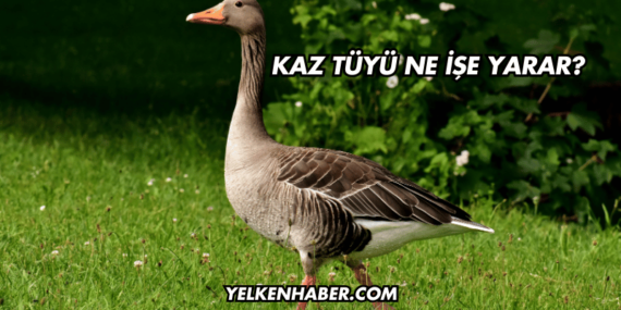 Kaz Tüyü Ne İşe Yarar?
