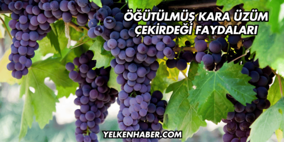 Öğütülmüş Kara Üzüm Çekirdeği Faydaları