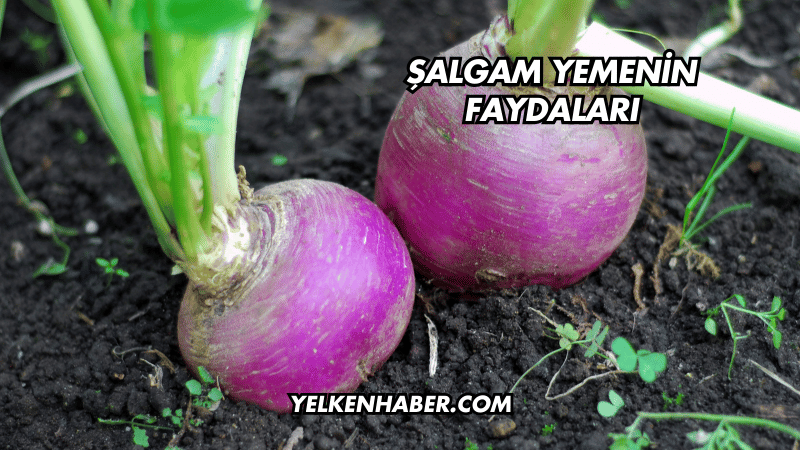 Şalgam Yemenin Faydaları