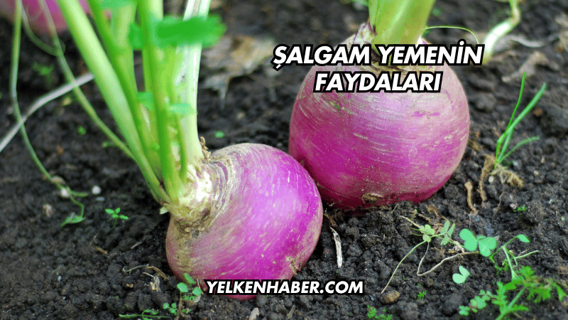 Şalgam Yemenin Faydaları